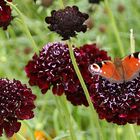 er hatte sich gerade eine Blume ausgesucht zur Landung