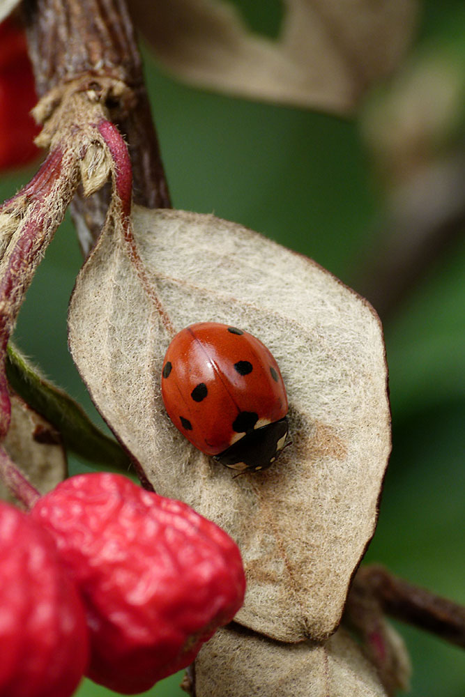 Er hatte sich nicht versteckt...................