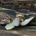 Er heißt Kastanienbrauner Stielporling (Polyporus badius)