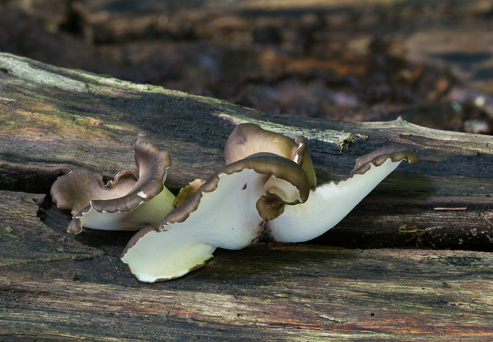 Er heißt Kastanienbrauner Stielporling (Polyporus badius)