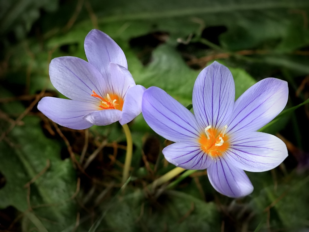 Er heißt "Niedlicher Krokus"...