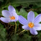 Er heißt "Niedlicher Krokus"...