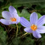 Er heißt "Niedlicher Krokus"...