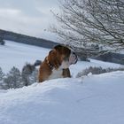 Er Hütet den Schnee!