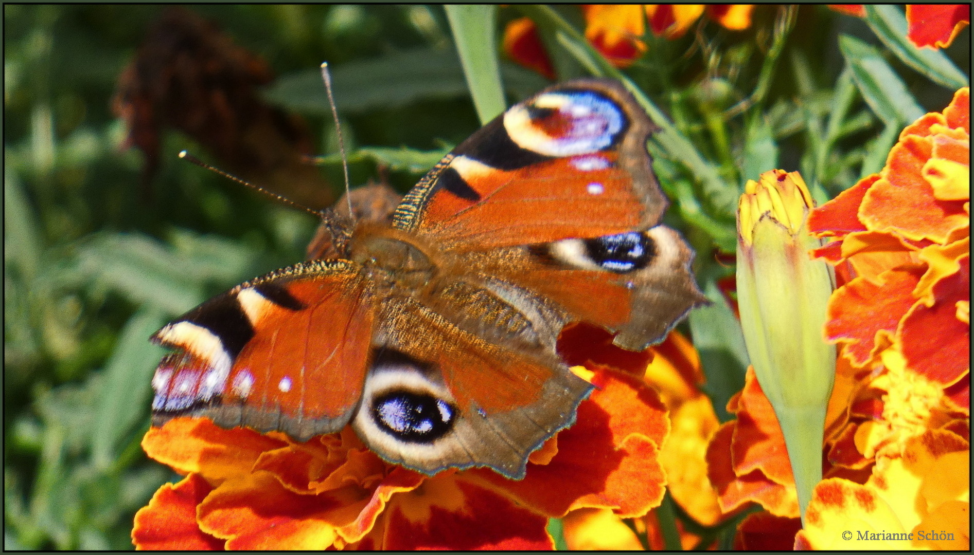 Er huschte von Blüte zu Blüte...