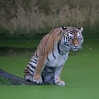 Er is sich nicht sicher der Tiger