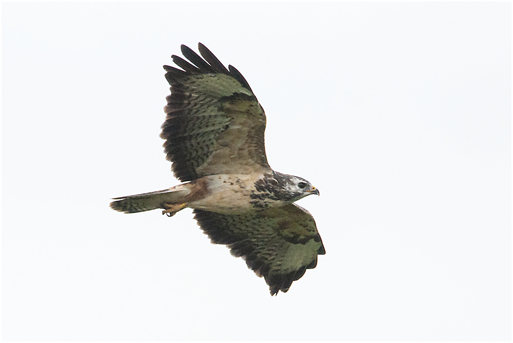 Er ist auf Distanz bedacht, der Mäusebussard (Buteo buteo) (1)