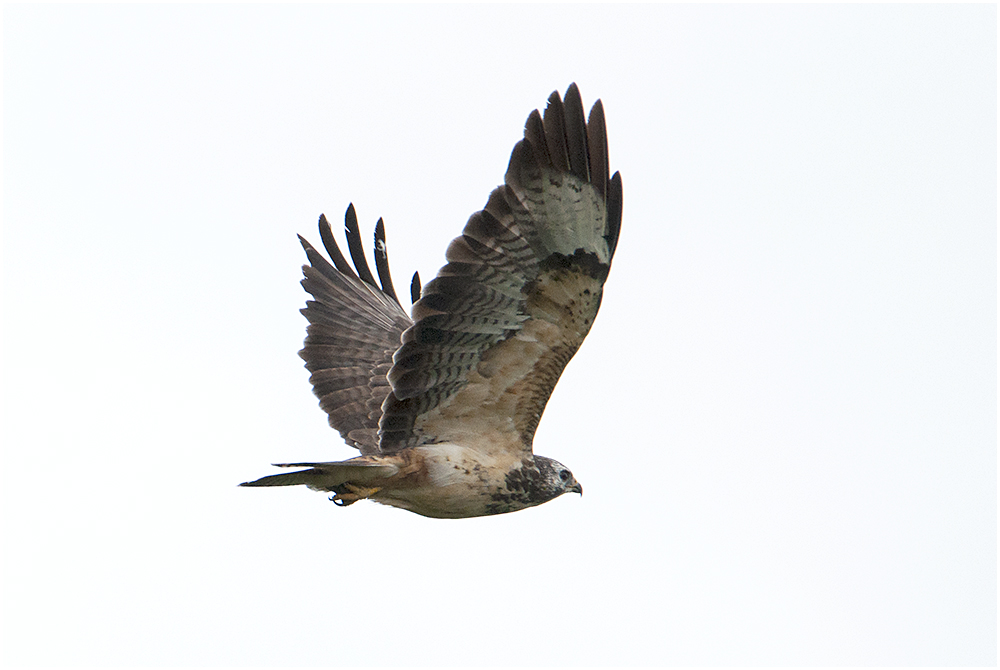 Er ist auf Distanz bedacht, der Mäusebussard (Buteo buteo) (2)