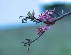 er ist bald da, der Frühling