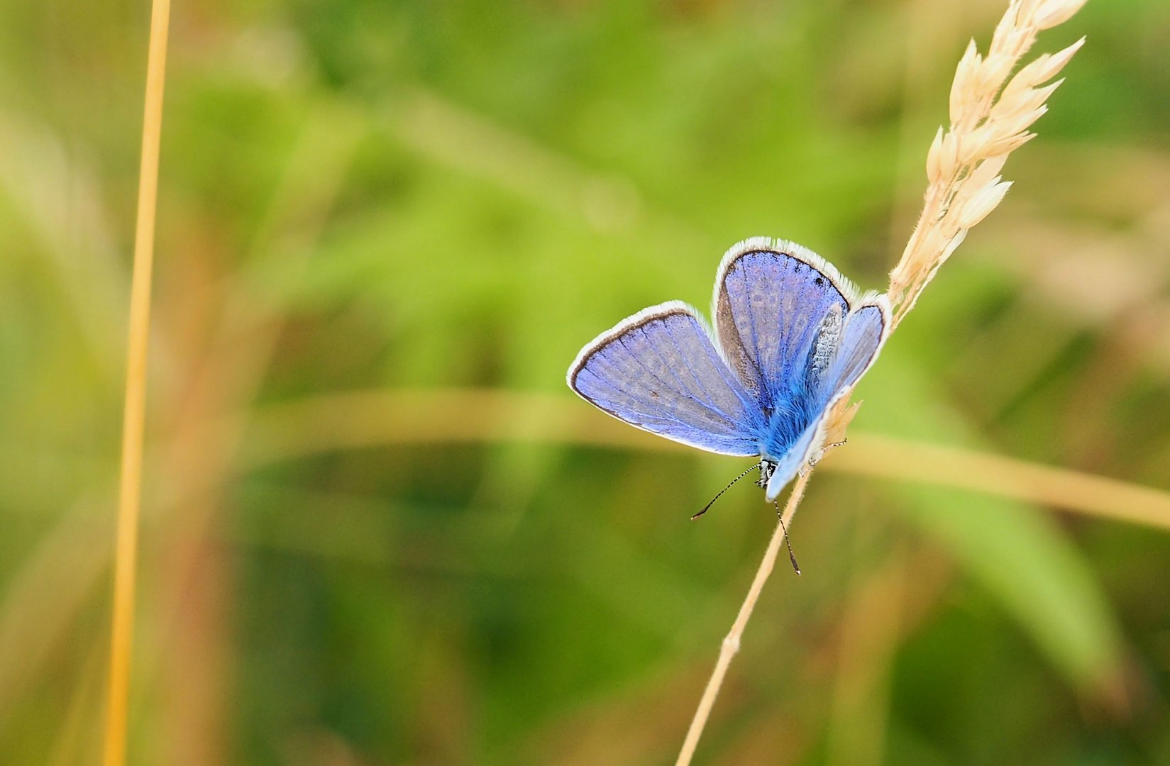 Er ist blau ...