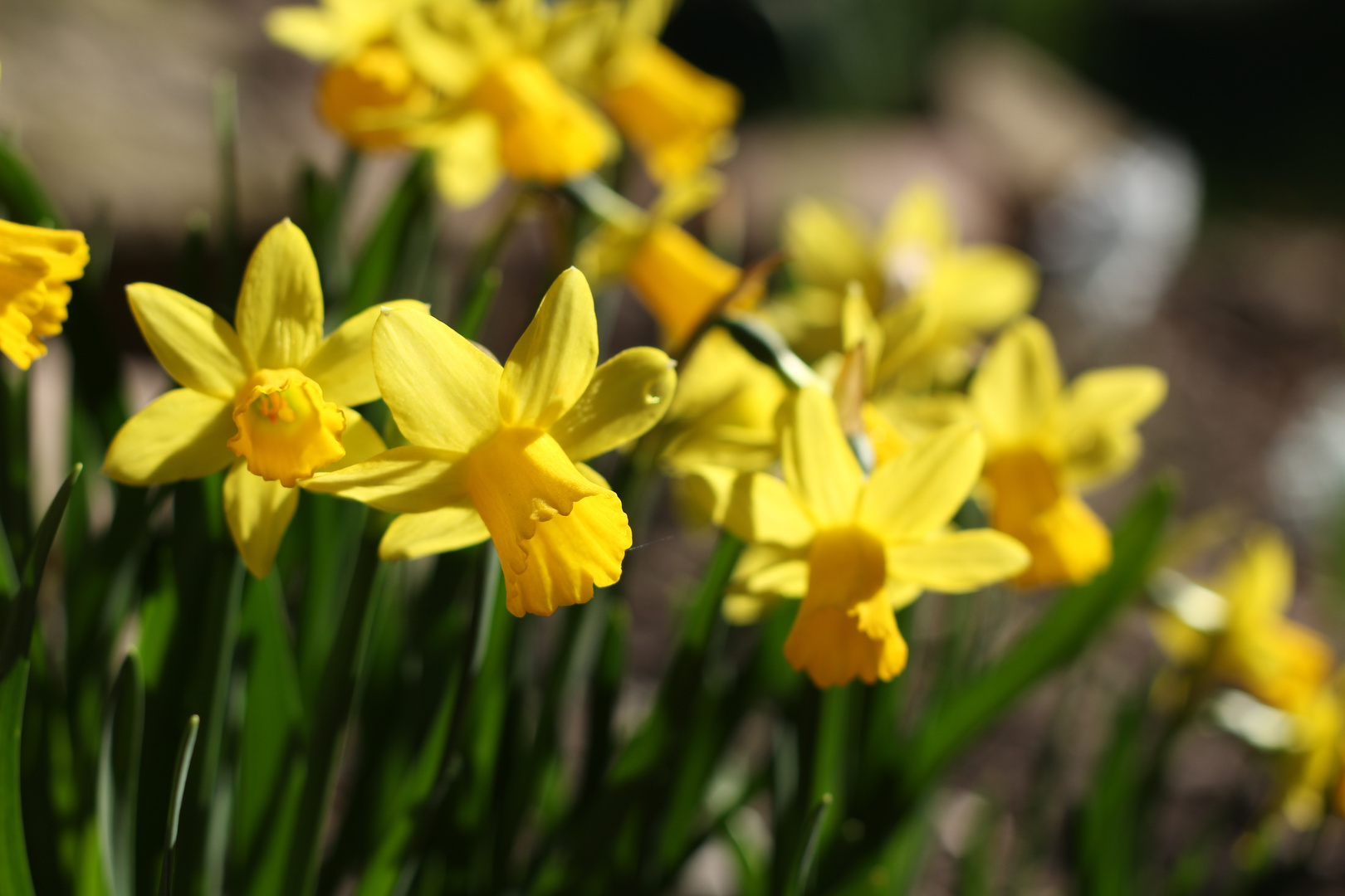 Er ist da, der Frühling