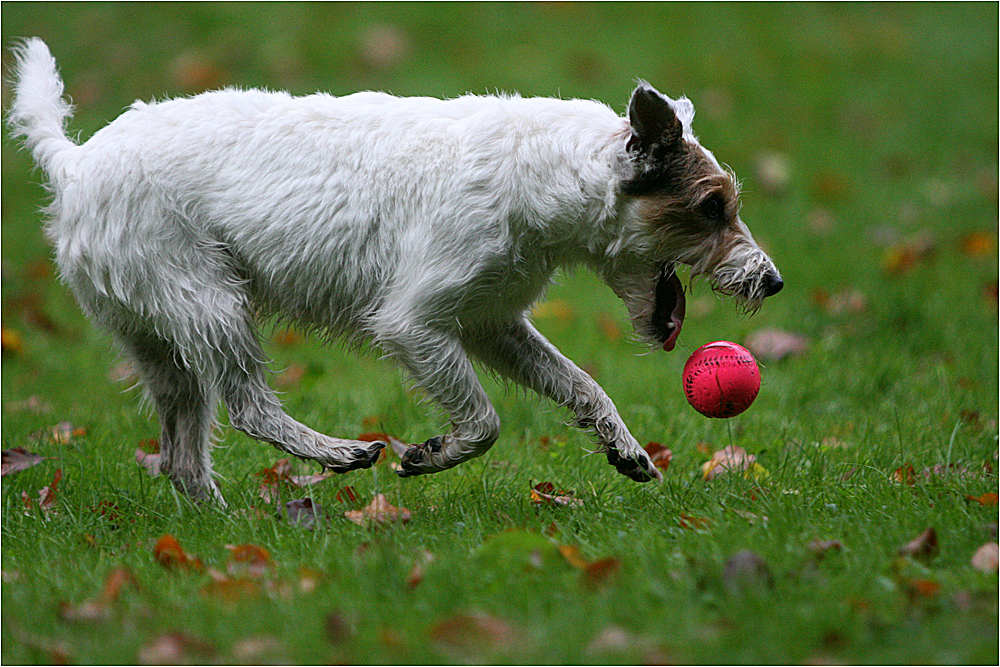 Er ist fast am Ziel :-)