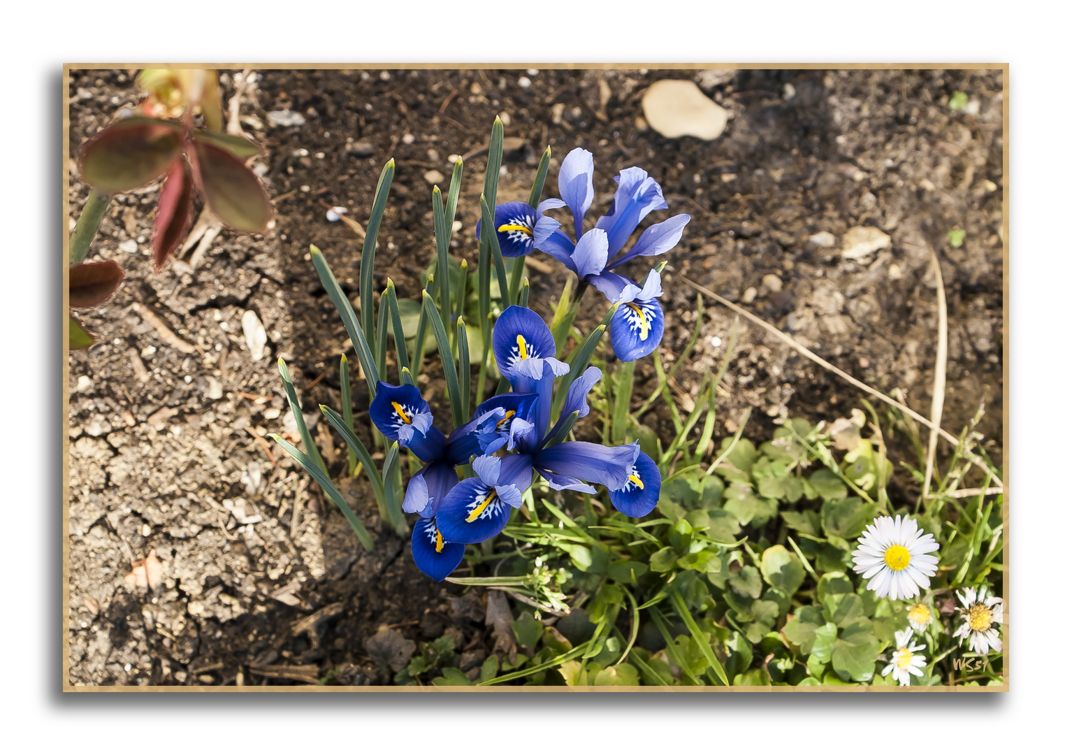 er ist nicht mehr auszubremsen, er kommt der Frühling...