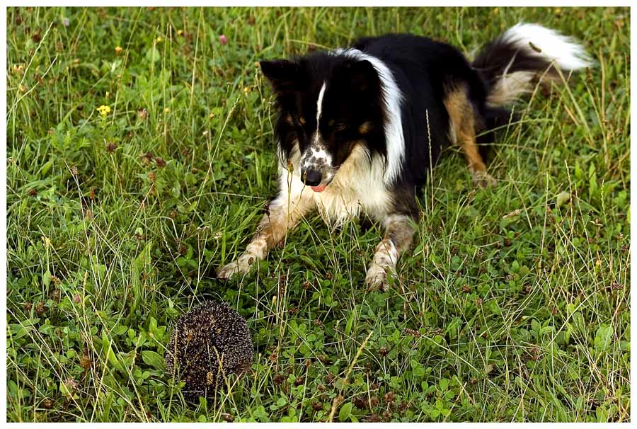 Er ist nun mal ein Hütehund ..,