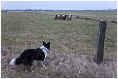 Er ist nun mal ein Hütehund, oder....