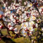 er ist schon ganz nah ... der FRÜHLING kommt!