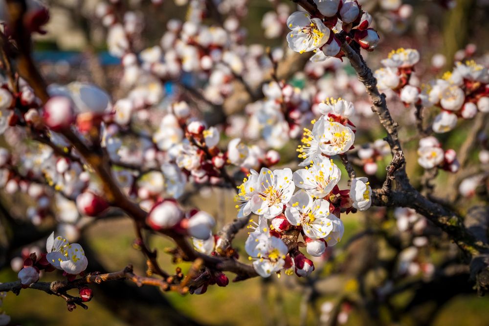 er ist schon ganz nah ... der FRÜHLING kommt!