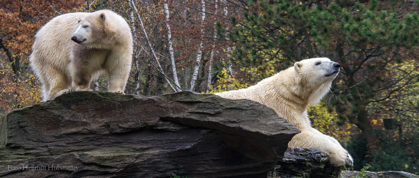 ER IST WIEDER DA!