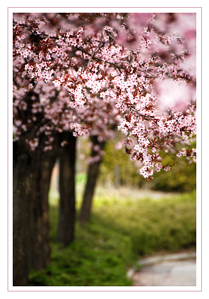 ... er ist wieder da - der Frühling