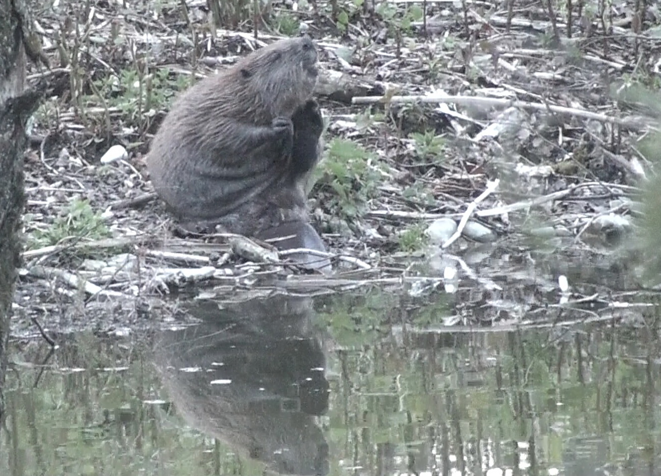 Er ist zurück! Biber in den Auen des Berchtesgadener Landes.