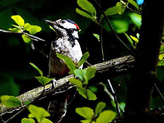 er kam aus dem Dunkeln
