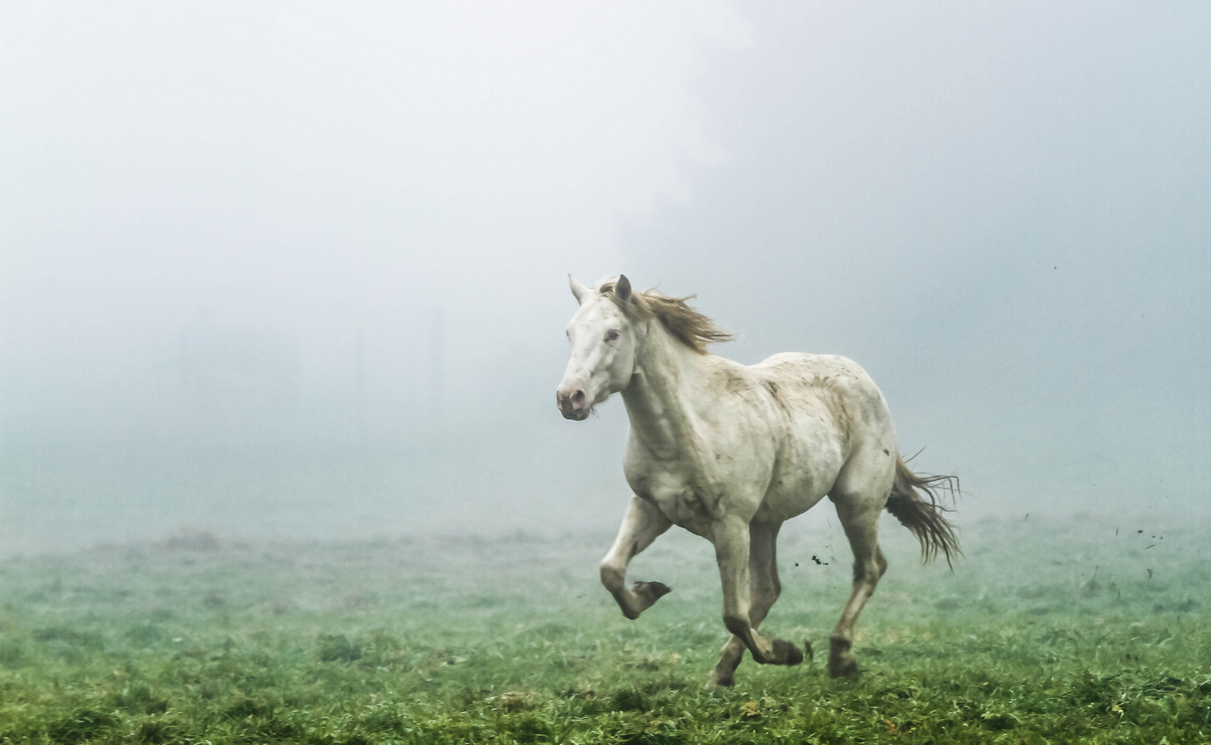 Er kam aus dem Nebel