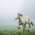 Er kam aus dem Nebel