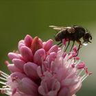 er kam zurück..der Sommer