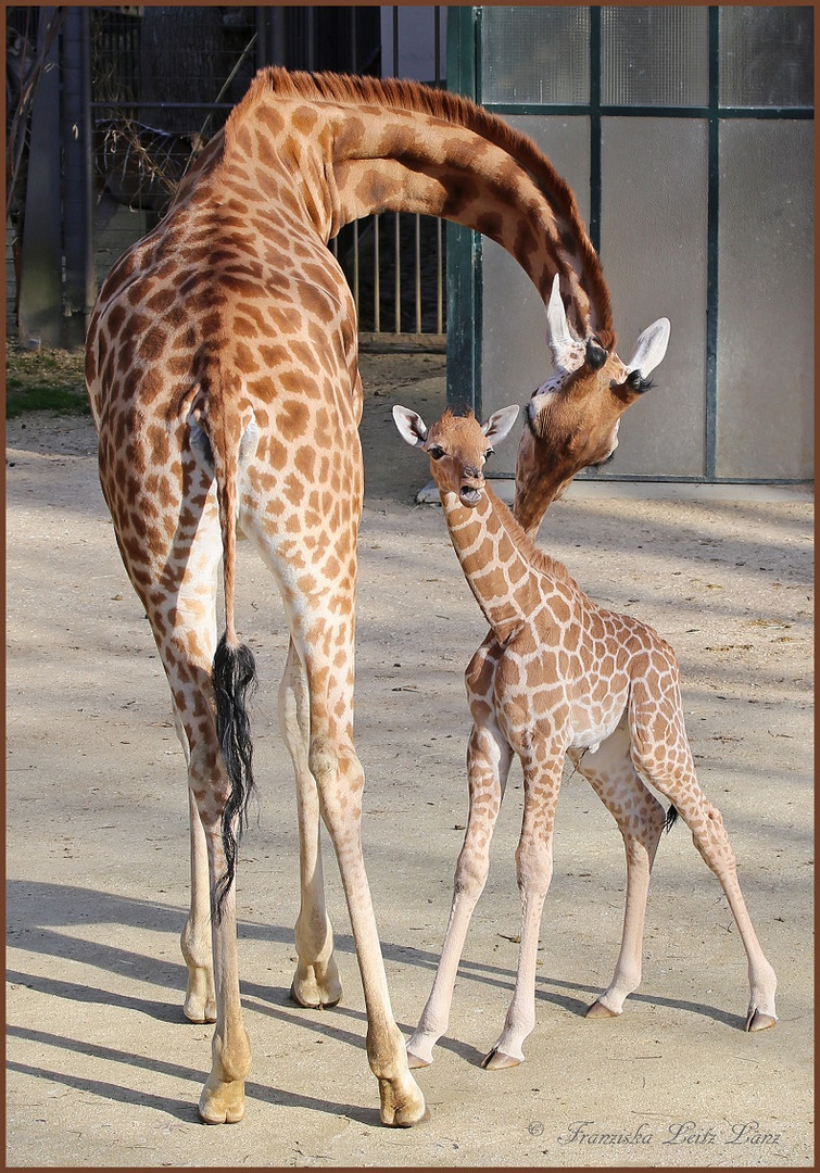 er kleine Giraffenjunge Majengo