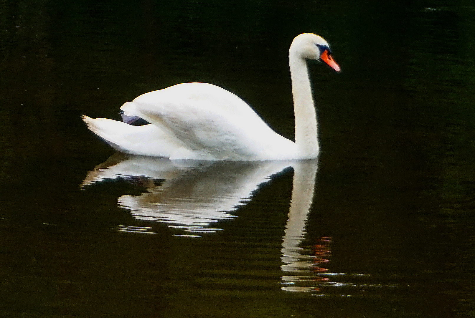 Er kommt angesegelt