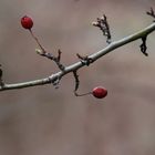 Er kommt bestimmt - der Frühling !!!