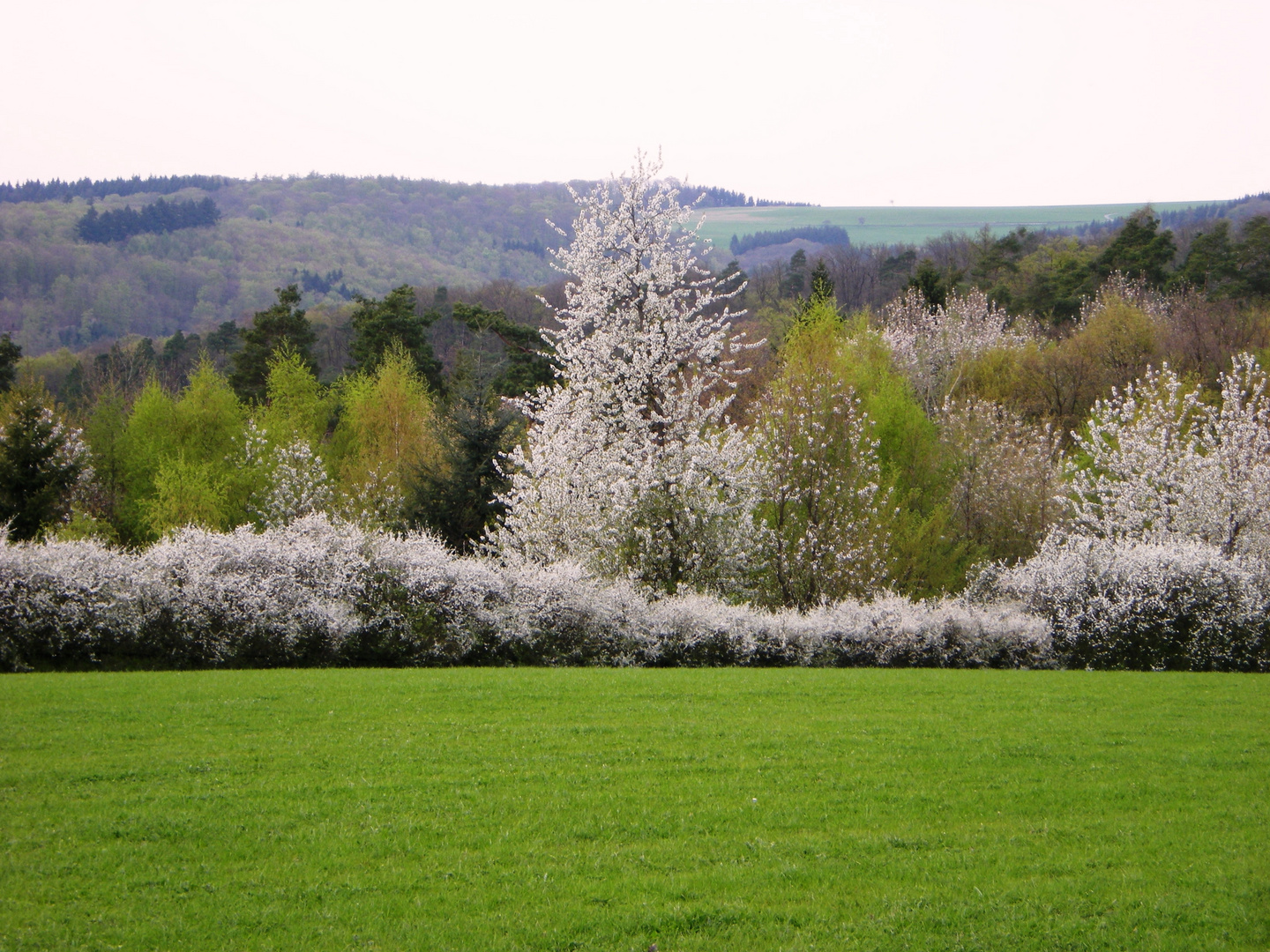 er kommt bestimmt wieder, der Frühling...