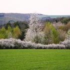 er kommt bestimmt wieder, der Frühling...