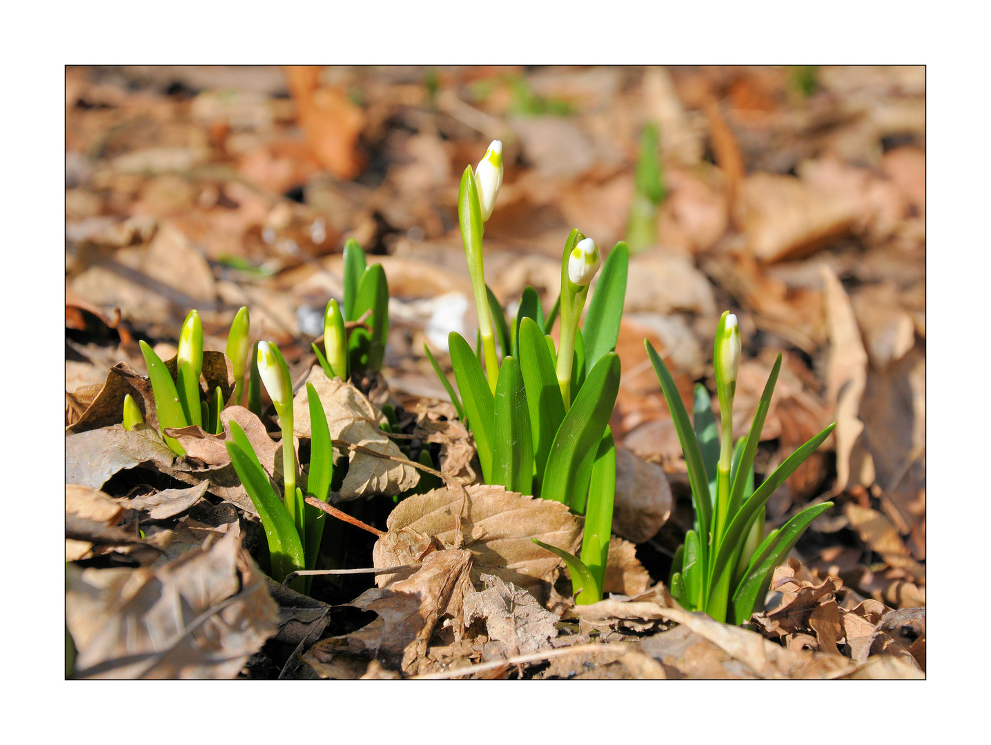 Er kommt - der Frühling