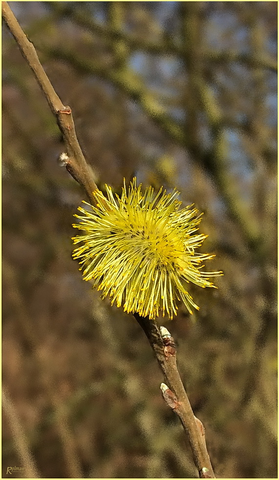 Er kommt - der Frühling