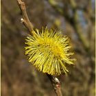 Er kommt - der Frühling