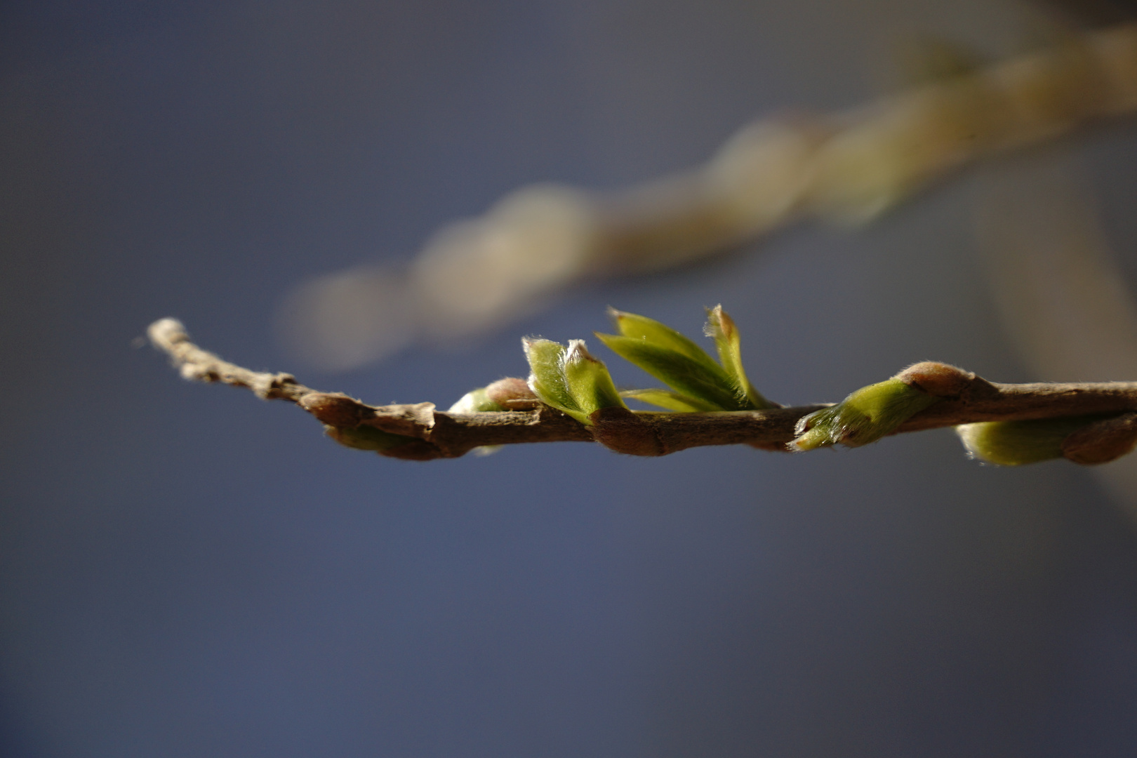 er kommt, der Frühling!!