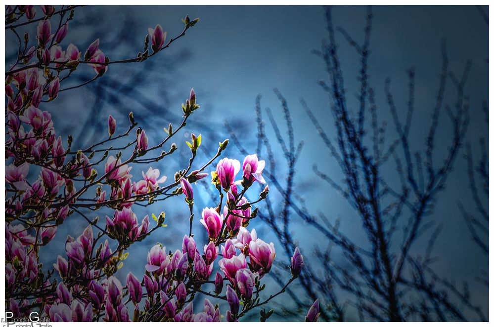 Er kommt... der Frühling ...juhu!!