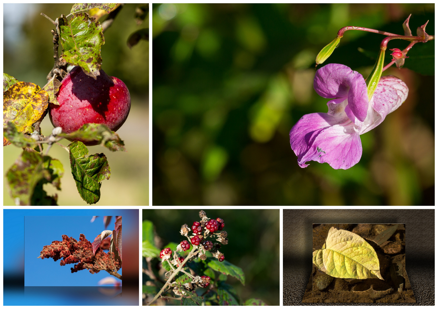 Er kommt Der Herbst mit seinen Farben