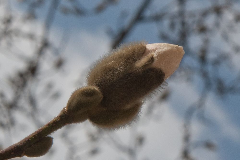 Er kommt doch.... DER FRÜHLING - Magnolie / 01