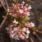 Er kommt doch....DER FRÜHLING - Blütenträume