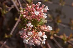 Er kommt doch....DER FRÜHLING - Blütenträume