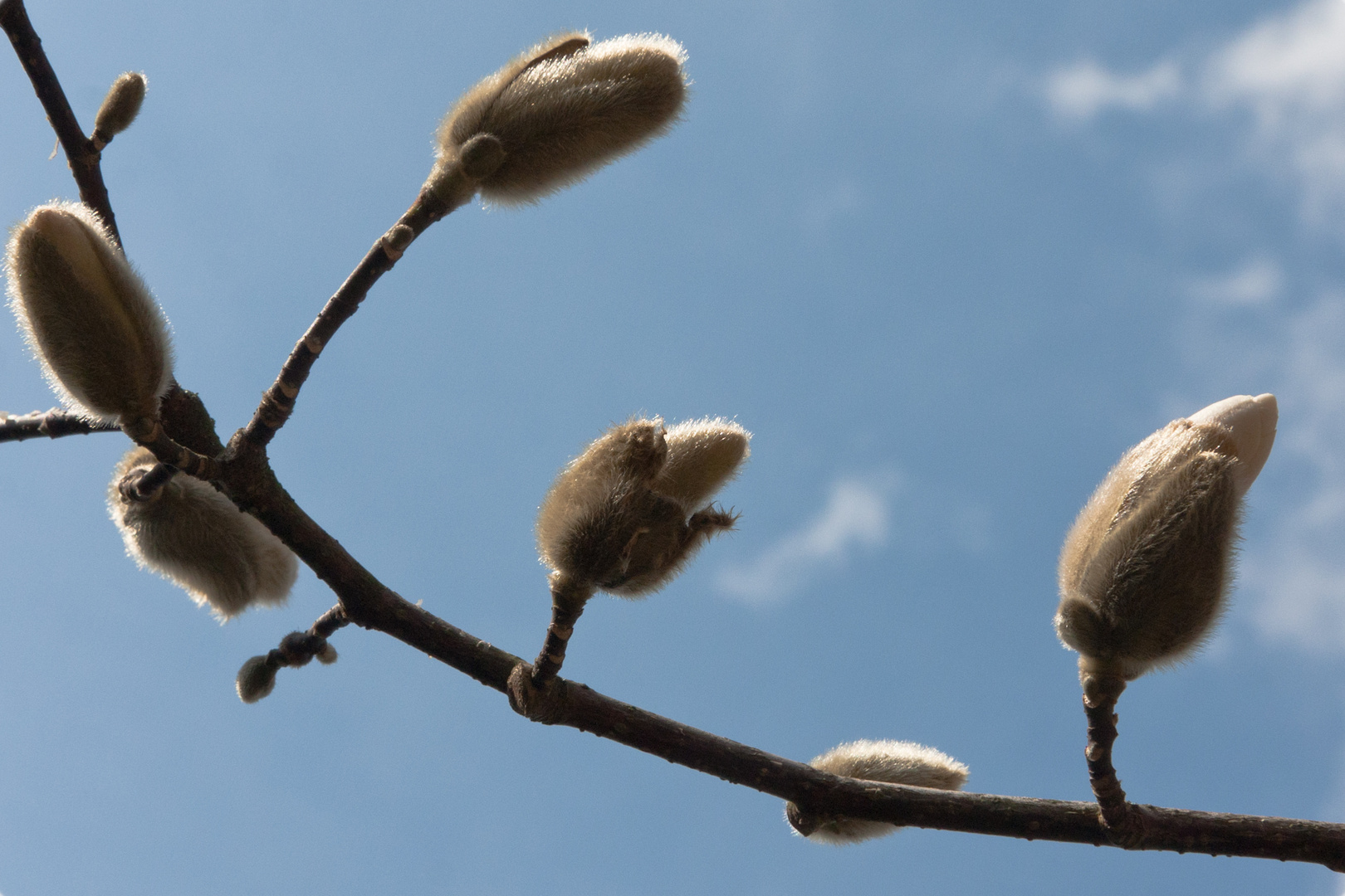 Er kommt doch....DER FRÜHLING - Magnolie / 03