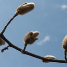 Er kommt doch....DER FRÜHLING - Magnolie / 03