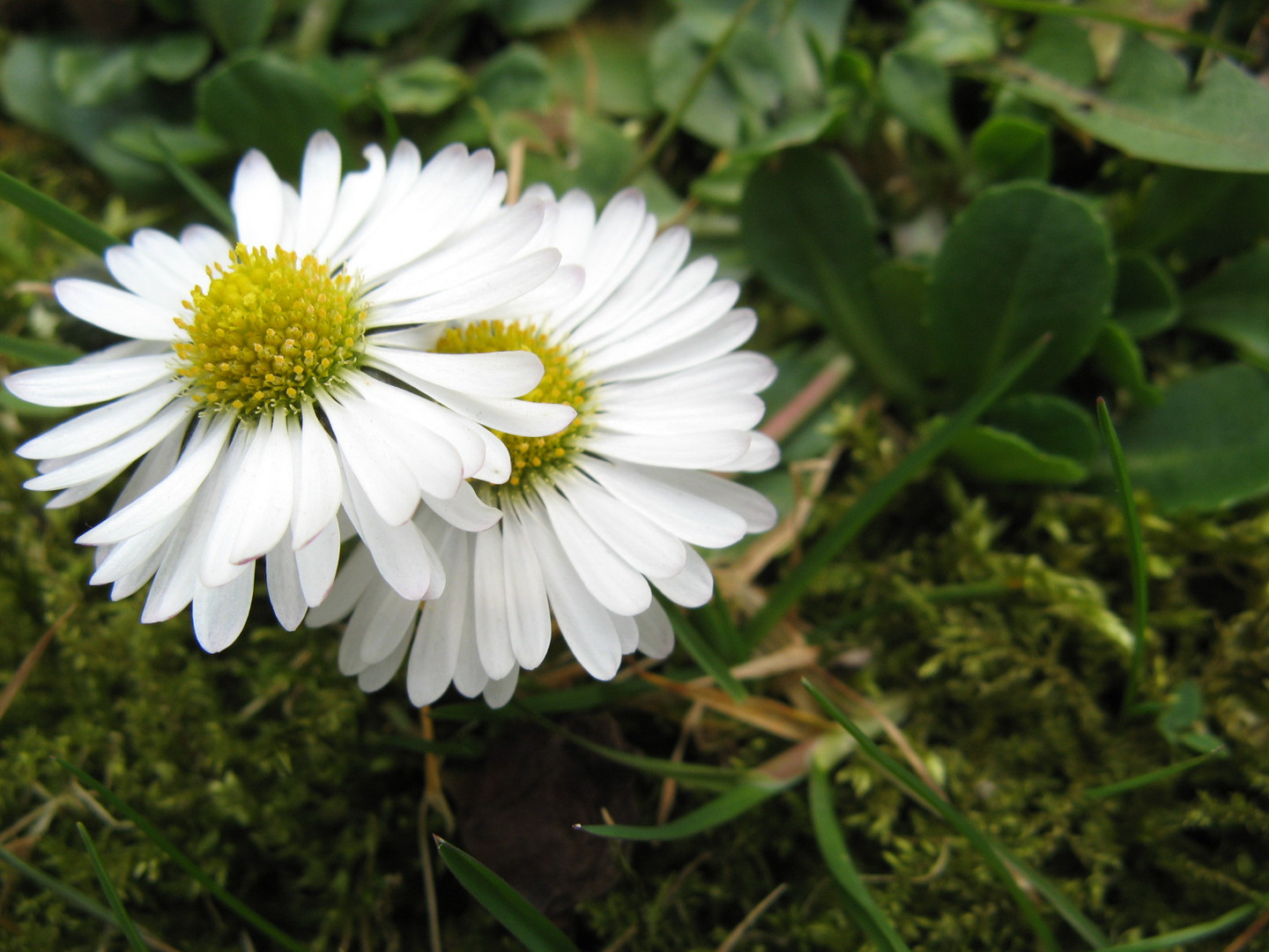 er kommt ganz bestimmt....der Frühling