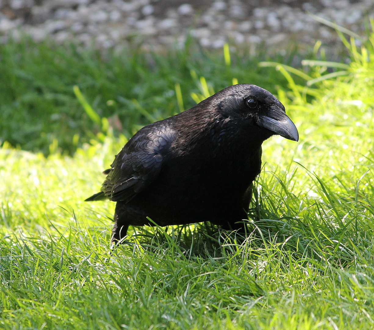 Er kommt mich schonmal besuchen! :-)