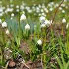 Er kommt mit grossen Schritten - der Frühling