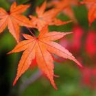 ...er kommt mit Macht und tollen Farben - der Herbst!