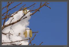 Er kommt sanft - der Frühling