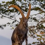 "Er kommt.....der König....."